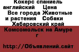 Кокерс спаниель английский  › Цена ­ 4 500 - Все города Животные и растения » Собаки   . Хабаровский край,Комсомольск-на-Амуре г.